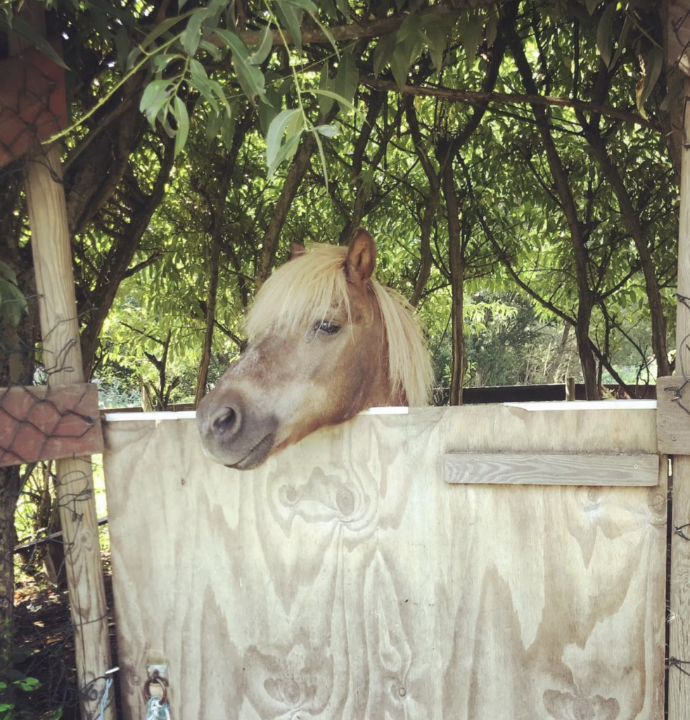 Pony hinter Holztür